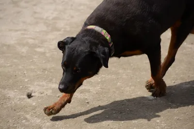 DSC_2994 (Large).JPG